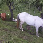 Vaznik Фермерский дом